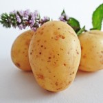 brambor